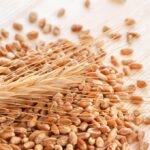 小麦の玄穀